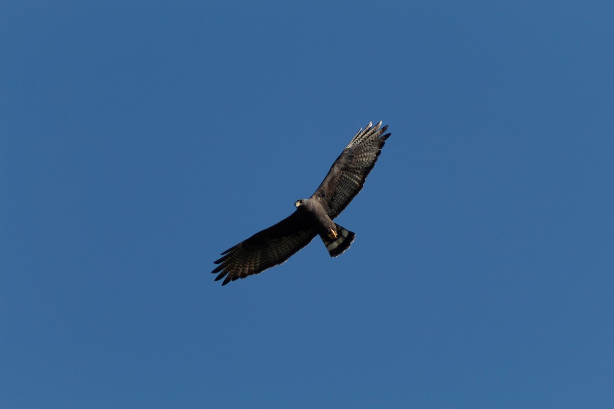 Zone-tailed Hawk - Sanjay  Ramsaroop