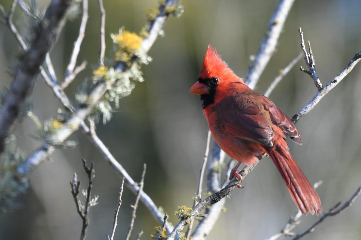 Northern Cardinal - Bill Eisele