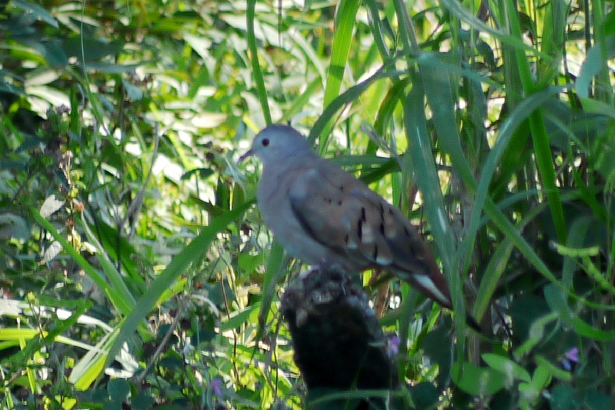 Long-tailed Ground Dove - ML288809991