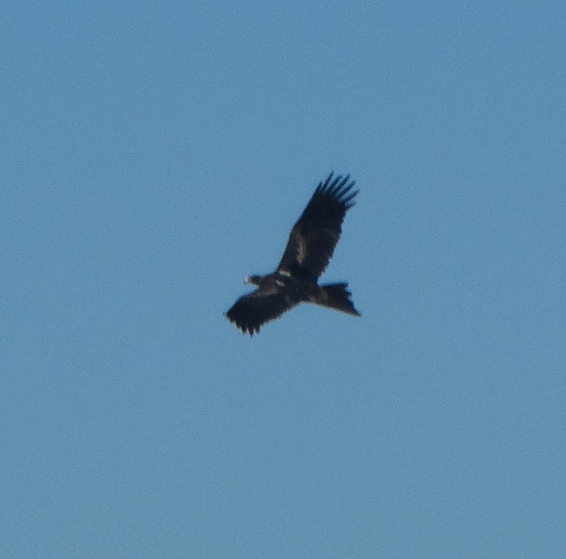 Wedge-tailed Eagle - ML288814691