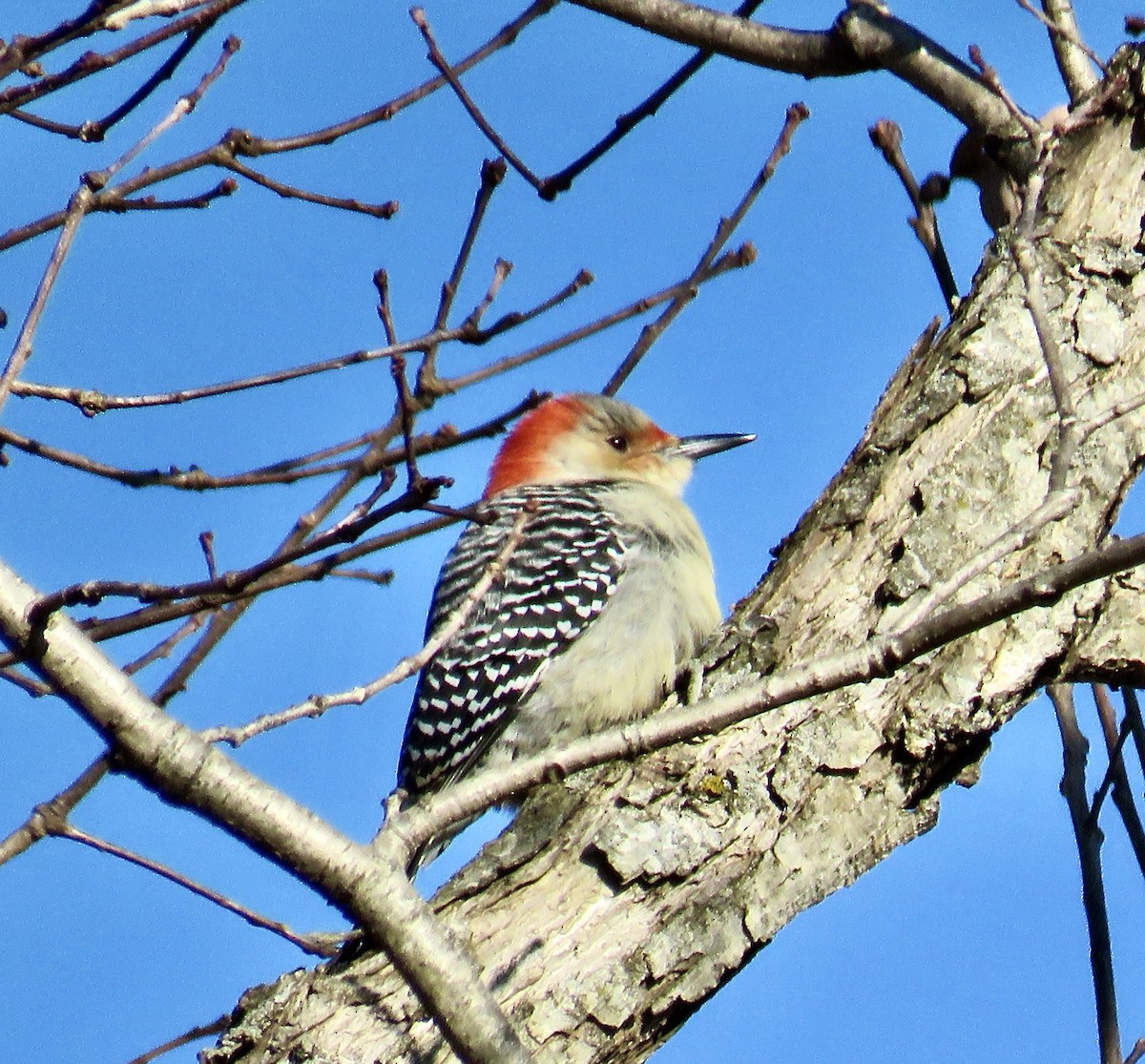 Red-bellied Woodpecker - ML288815281