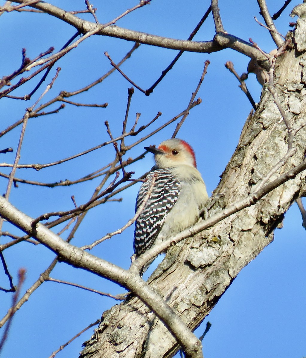 Red-bellied Woodpecker - ML288815291