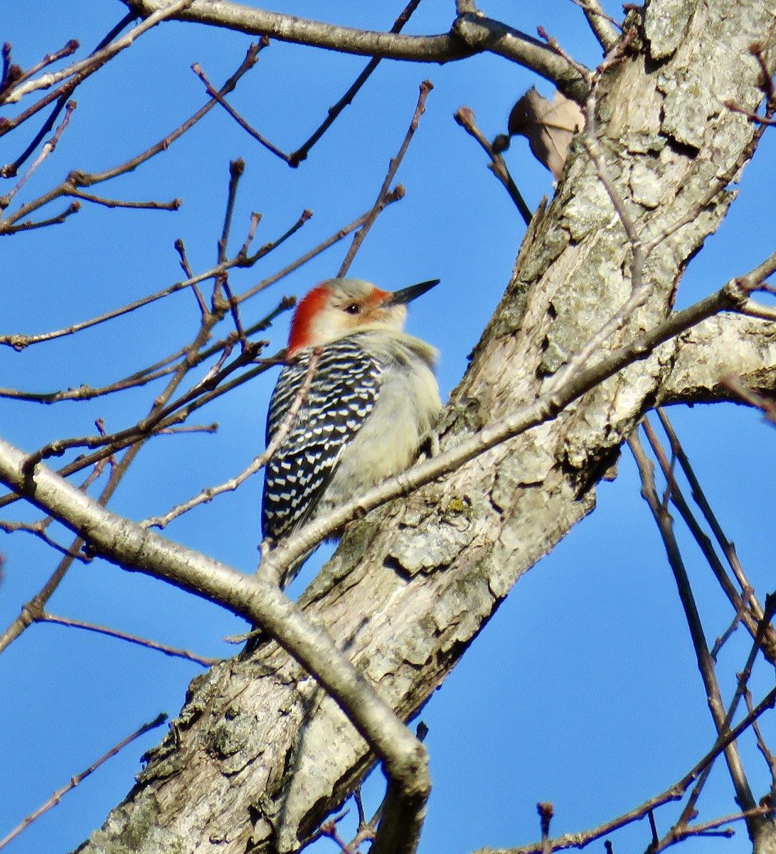 Red-bellied Woodpecker - ML288815301