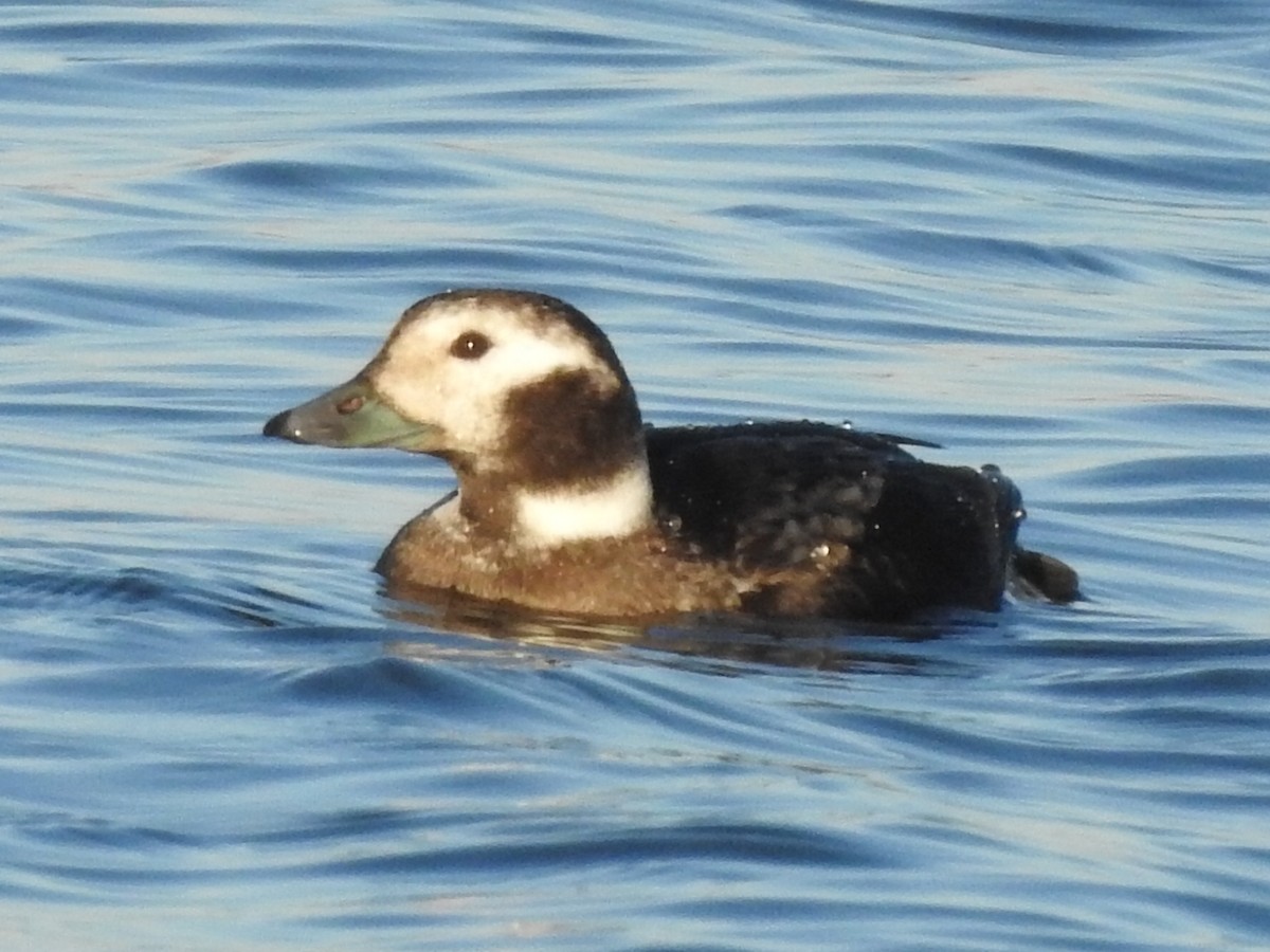 Long-tailed Duck - ML288815391