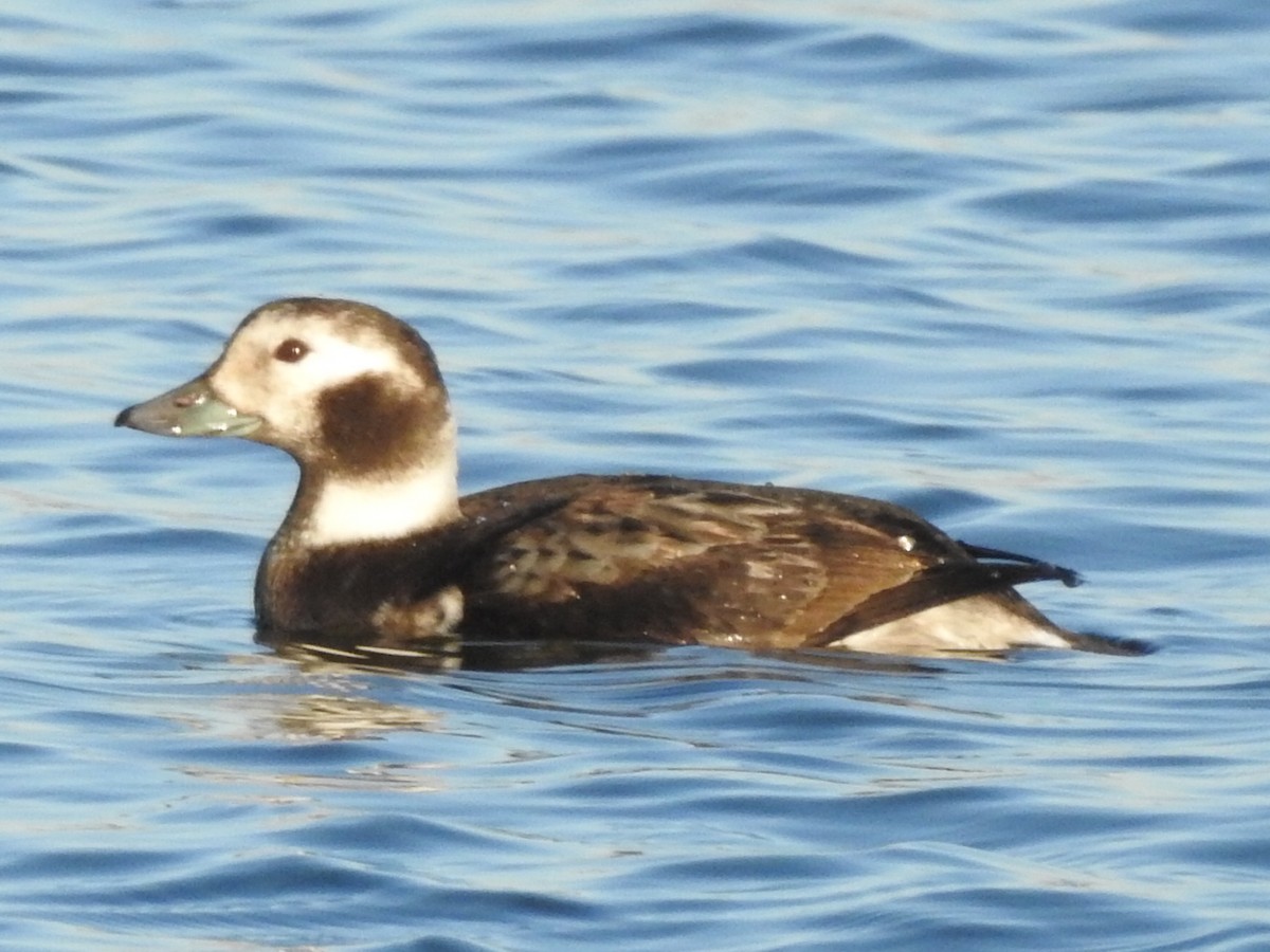 Long-tailed Duck - ML288815411