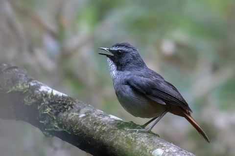 Olive-flanked Robin-Chat - Cossypha anomala - Birds of the World