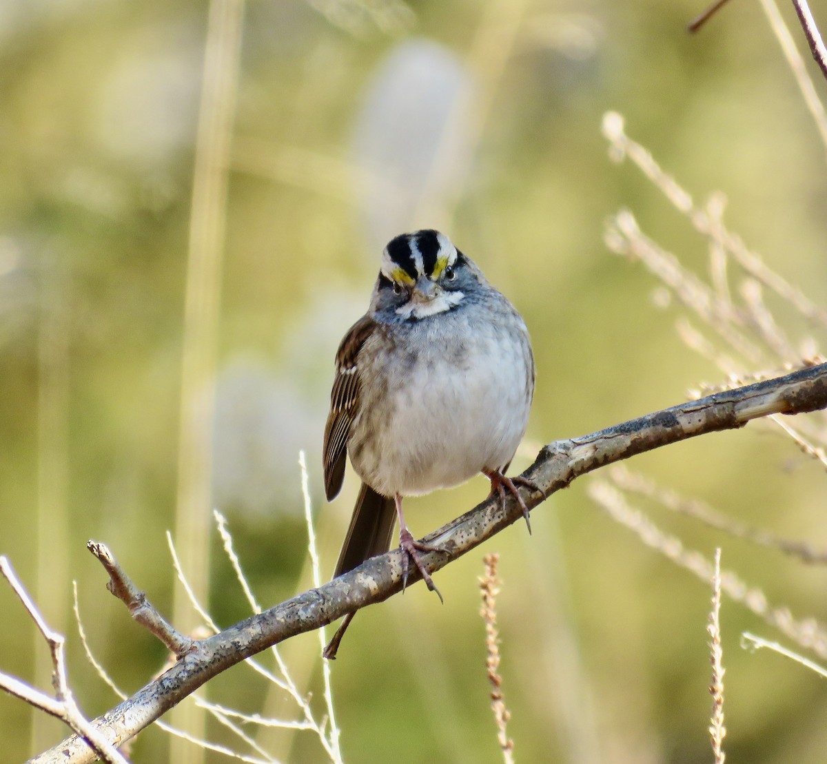 White-throated Sparrow - ML288815751