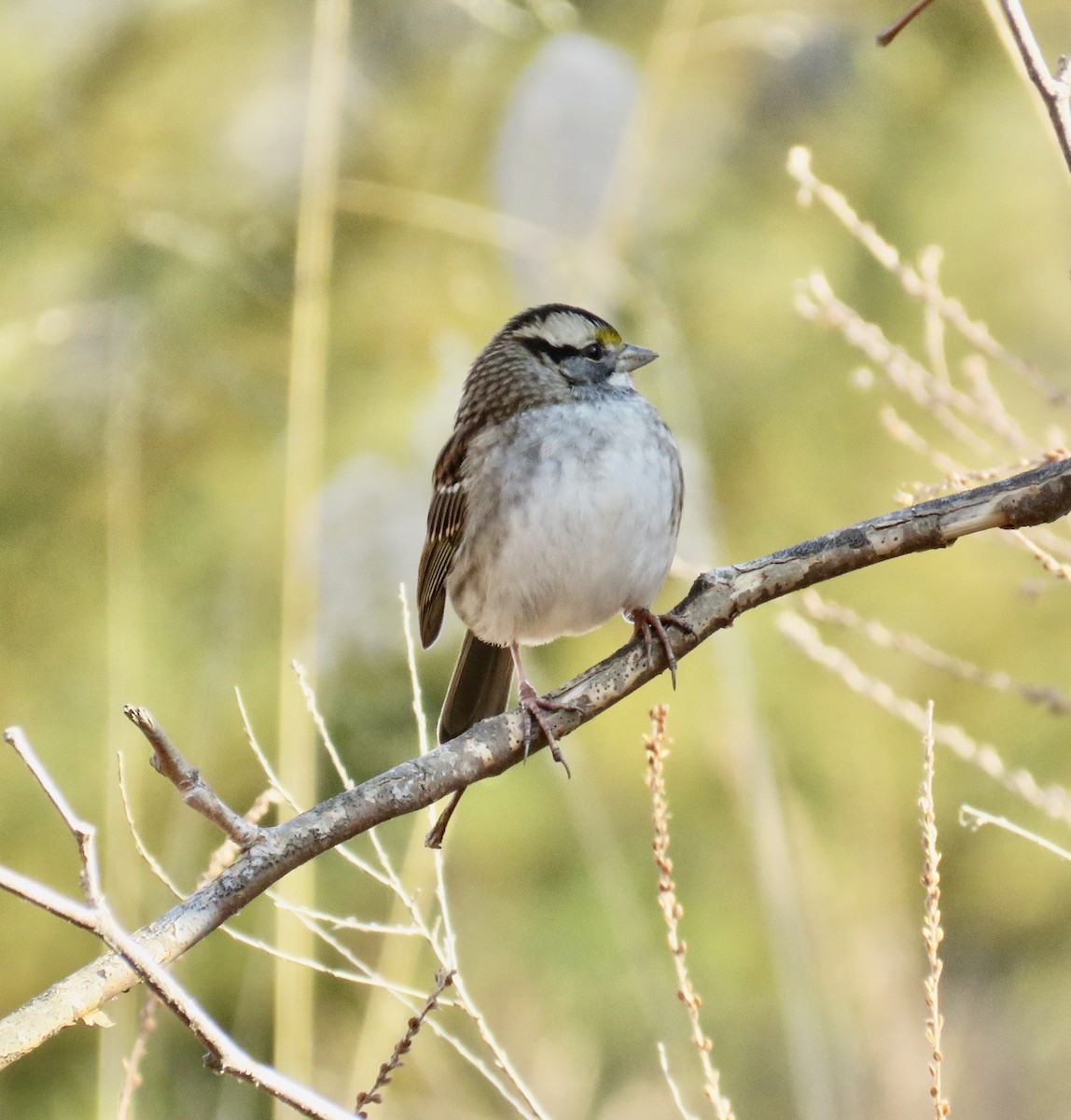 White-throated Sparrow - ML288815761