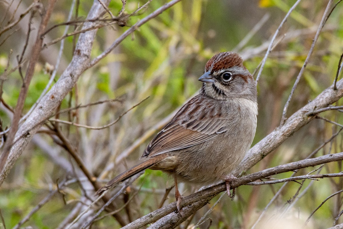 Rufous-crowned Sparrow - ML288817541