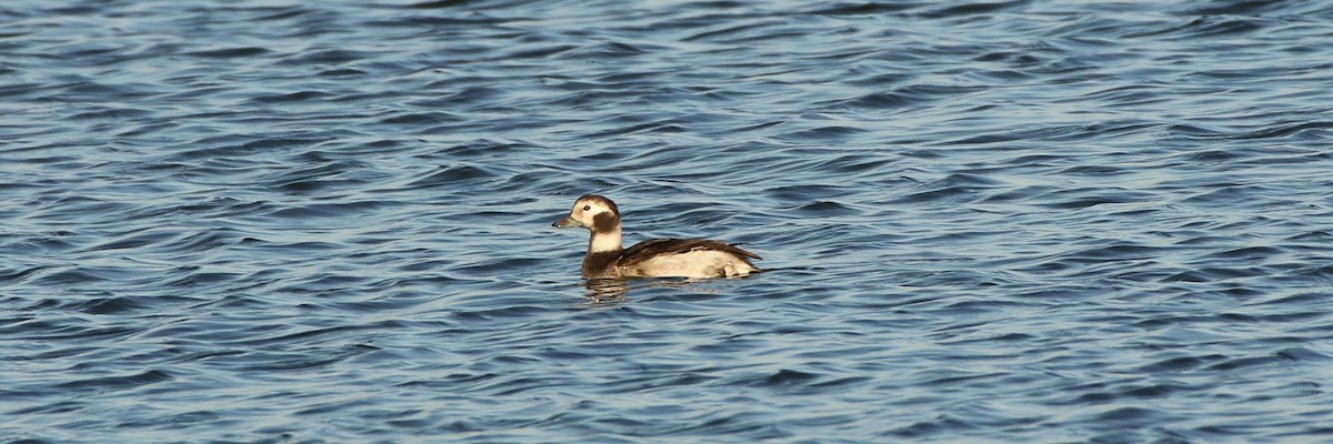 Long-tailed Duck - ML288820621