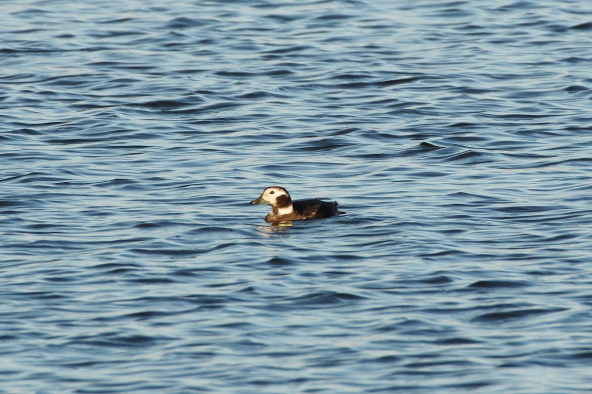 Long-tailed Duck - Don Brode