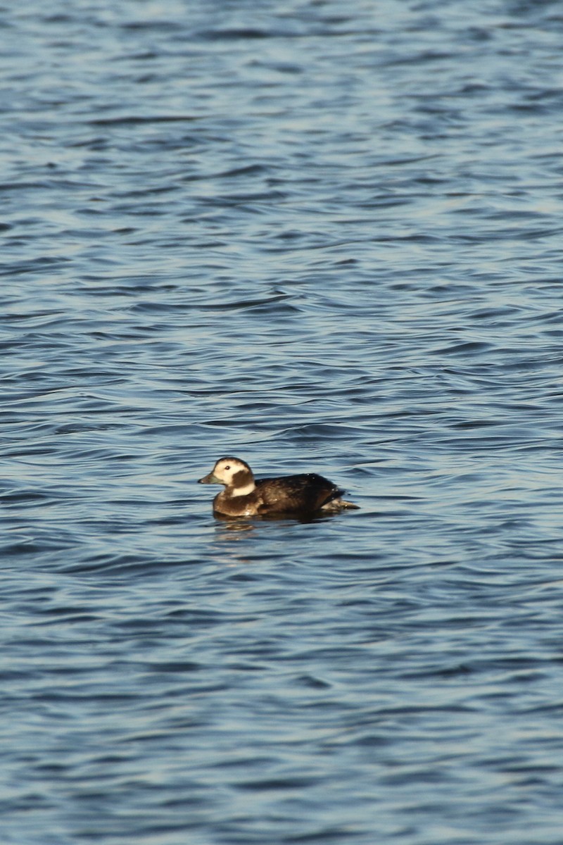 Long-tailed Duck - ML288820641