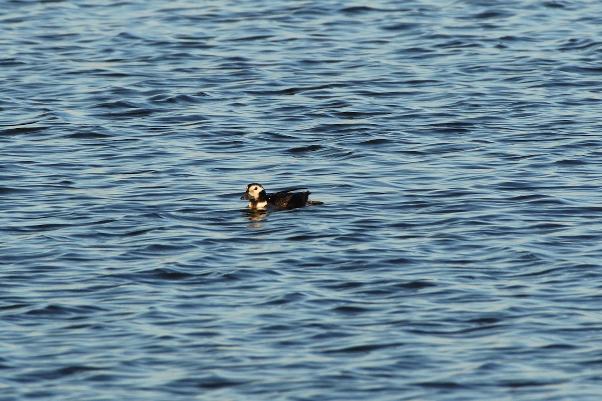 Long-tailed Duck - ML288820651