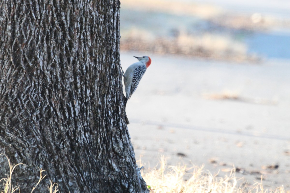 Red-bellied Woodpecker - ML288821291