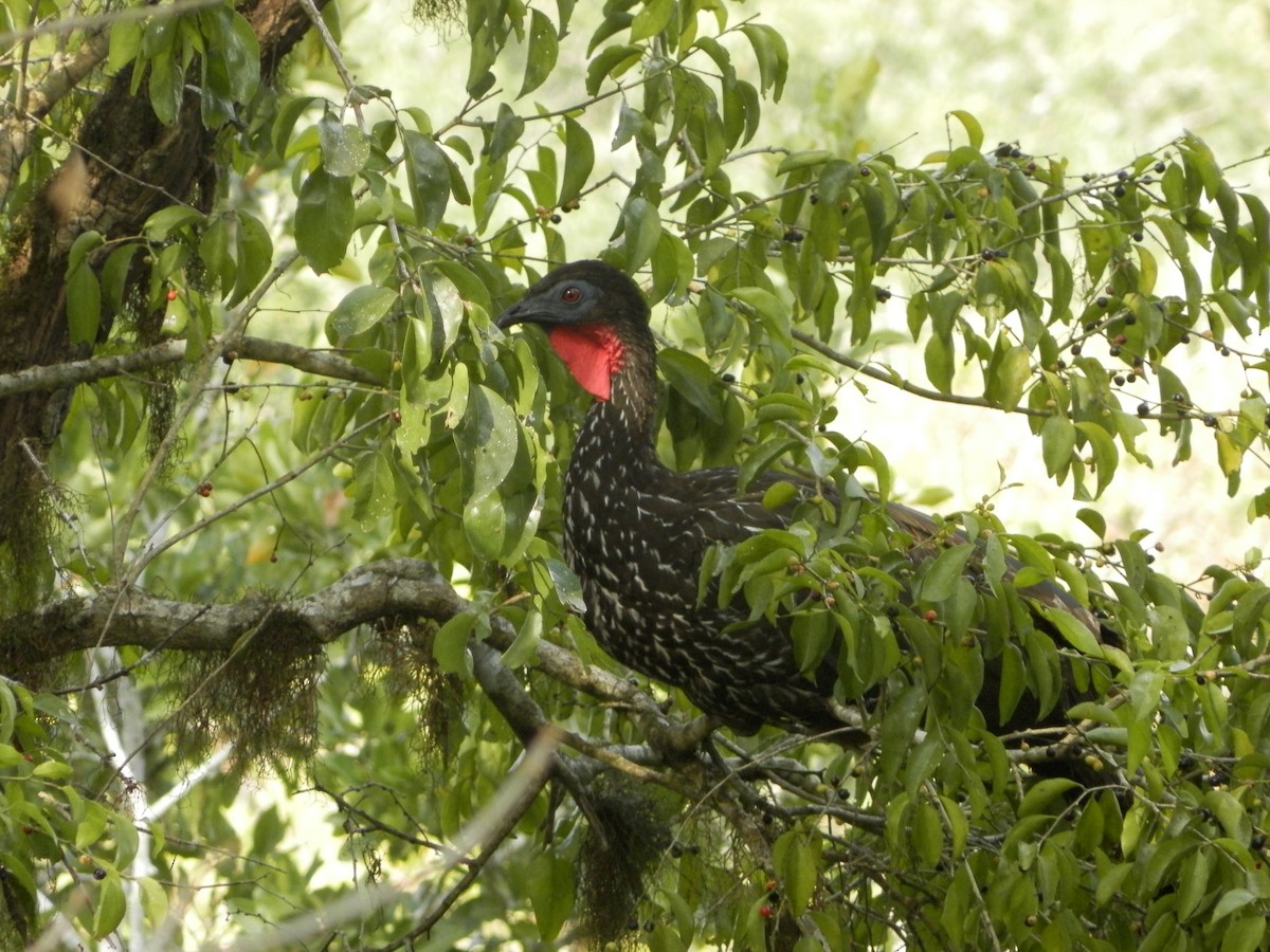 Crested Guan - ML28882261