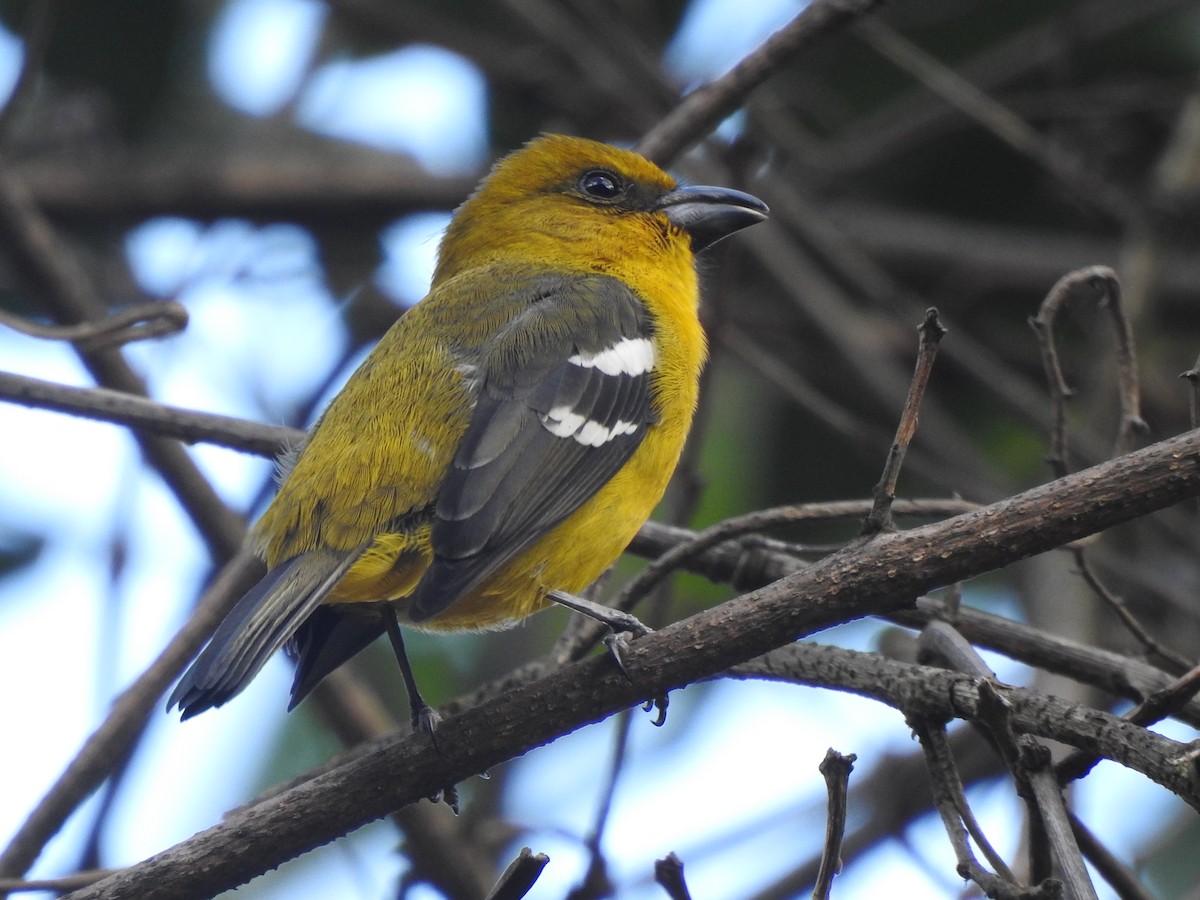 White-winged Tanager - ML288824171