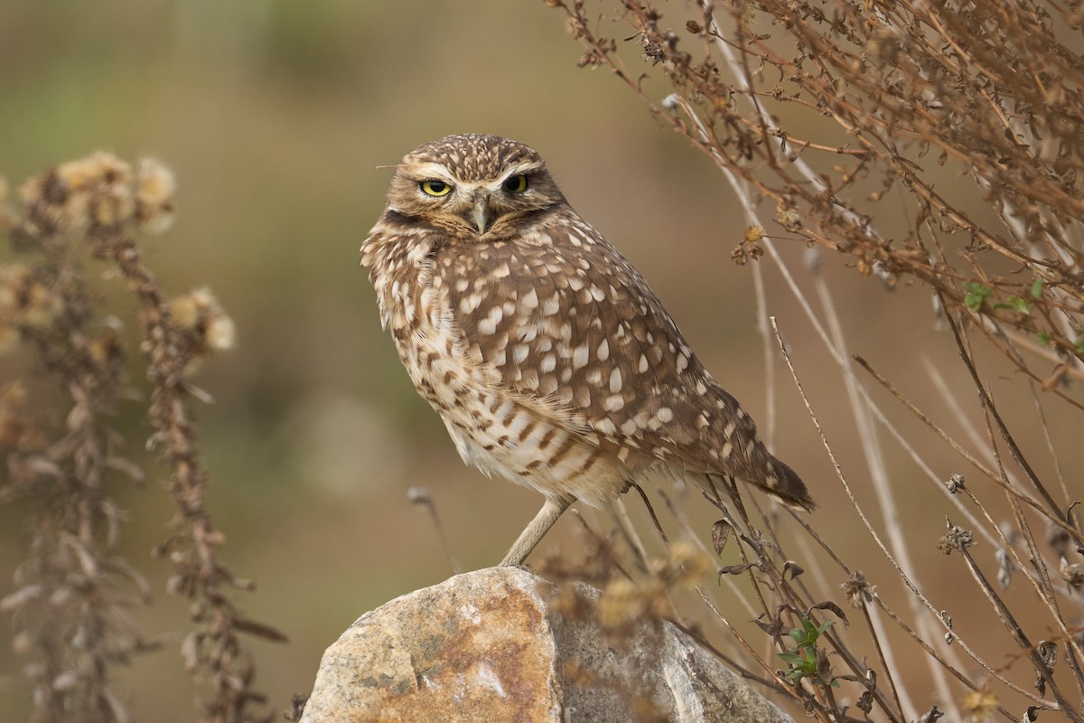 Burrowing Owl - Jonathan Casanova