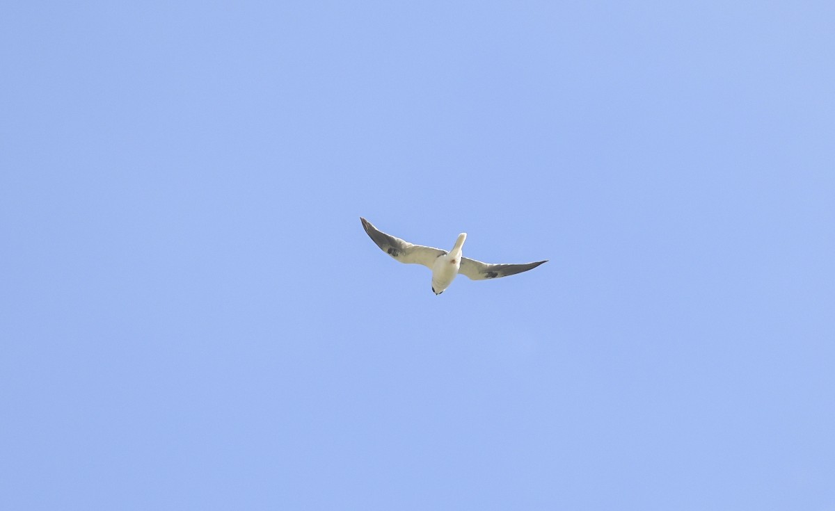 White-tailed Kite - Giselle Mangini