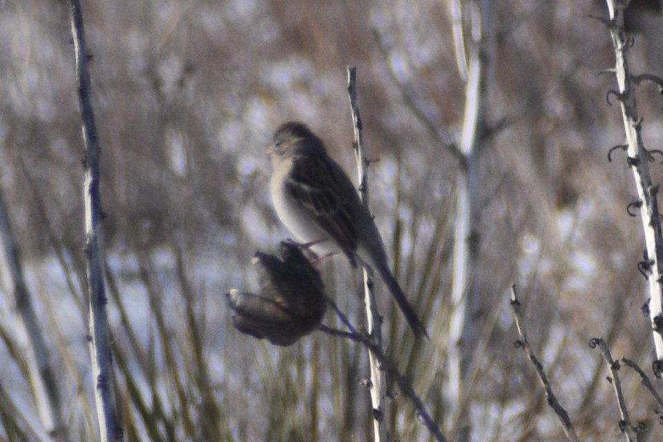 Field Sparrow - ML288839591