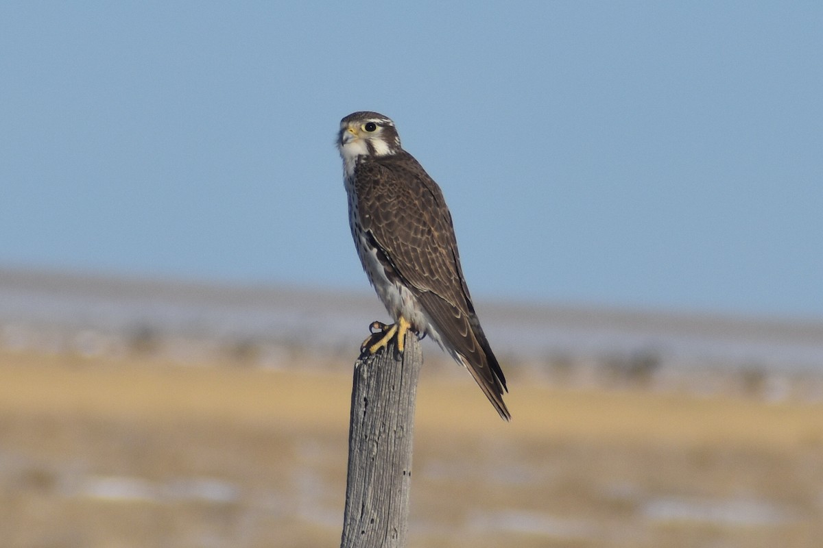 Prairie Falcon - Luke Pheneger