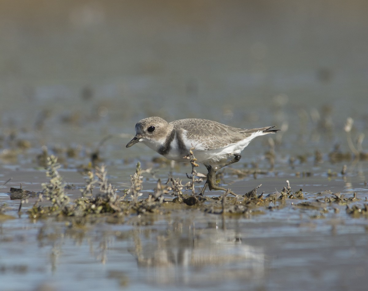 Two-banded Plover - Cristian Pinto Fernandez
