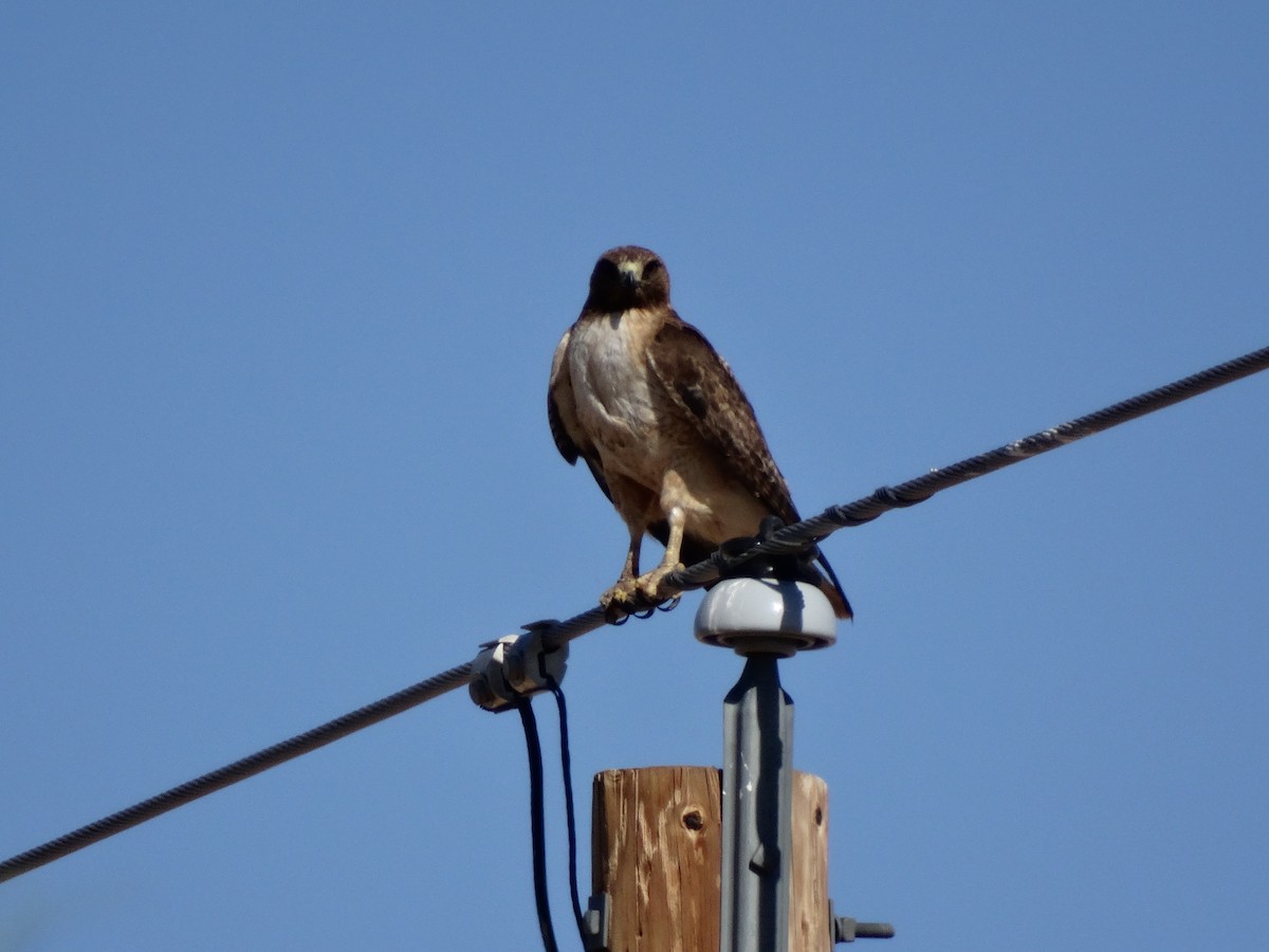 Red-tailed Hawk - ML28885521