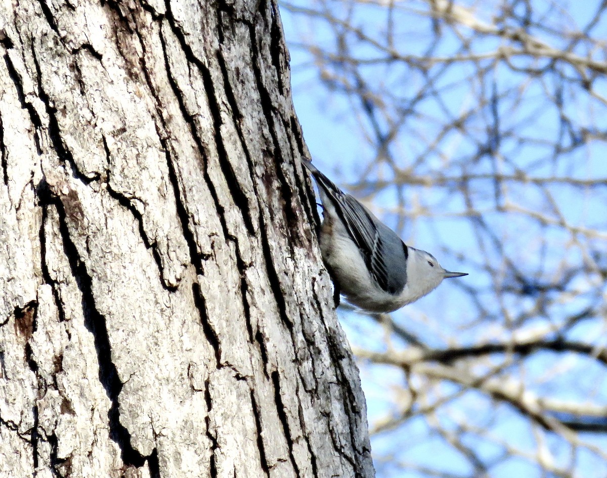 White-breasted Nuthatch - ML288855791