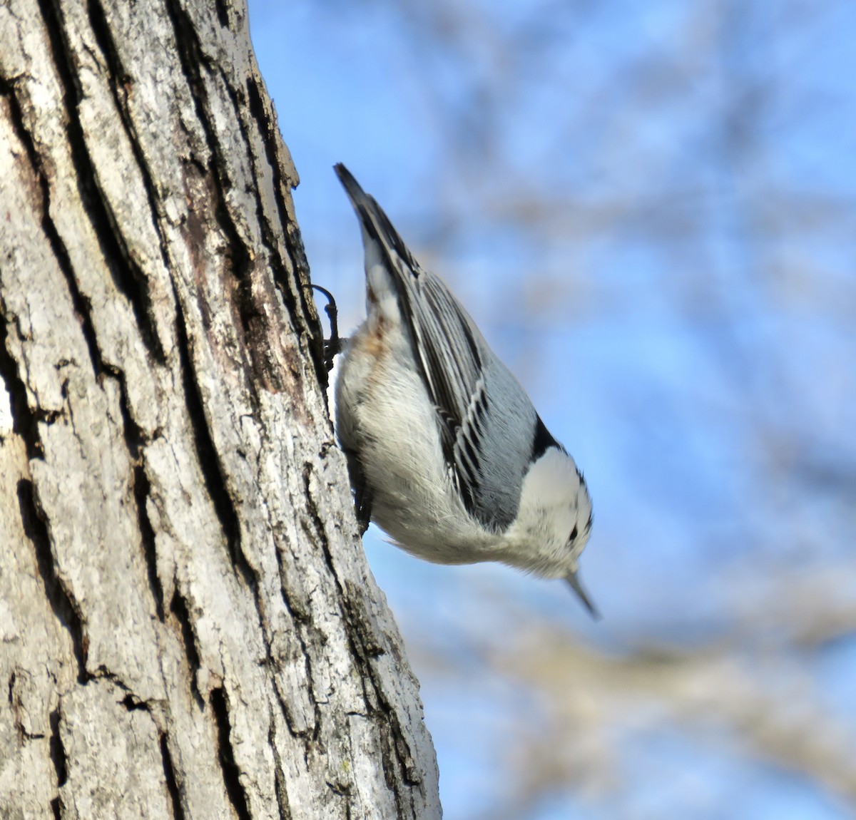White-breasted Nuthatch - ML288855811