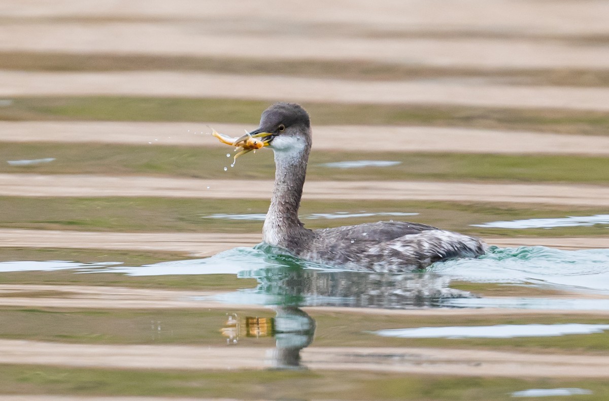Red-necked Grebe - Mary McSparen