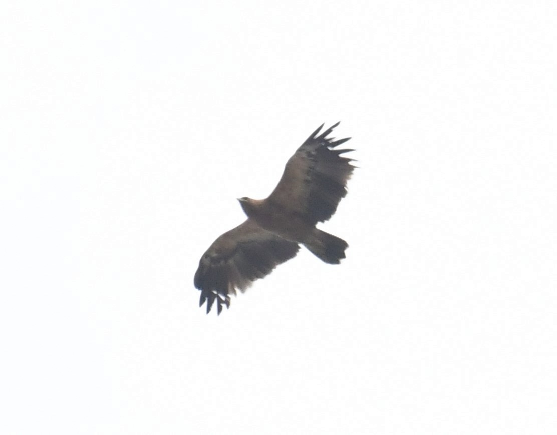 Greater Spotted Eagle - ML288858461