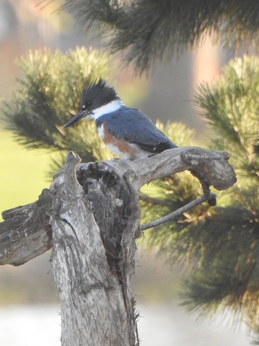 Belted Kingfisher - ML288873011