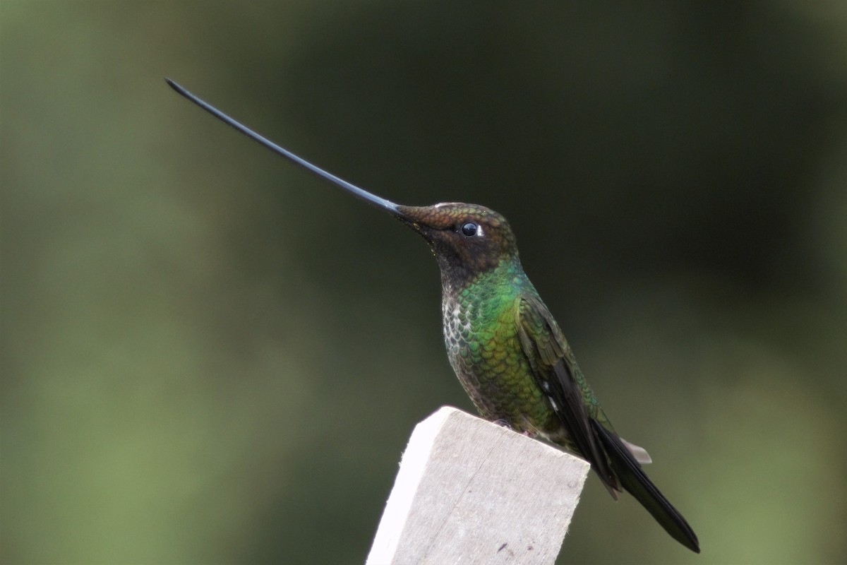 Sword-billed Hummingbird - ML288873181