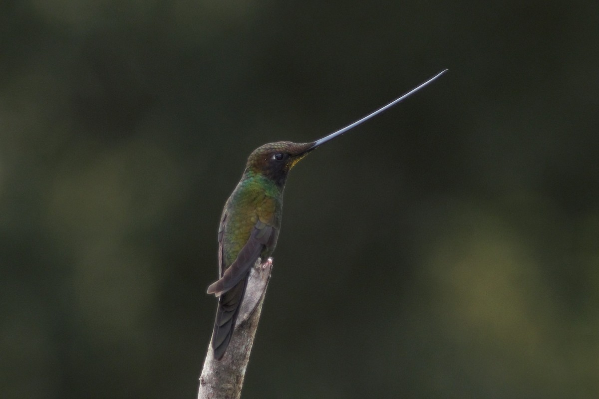 Sword-billed Hummingbird - ML288873381