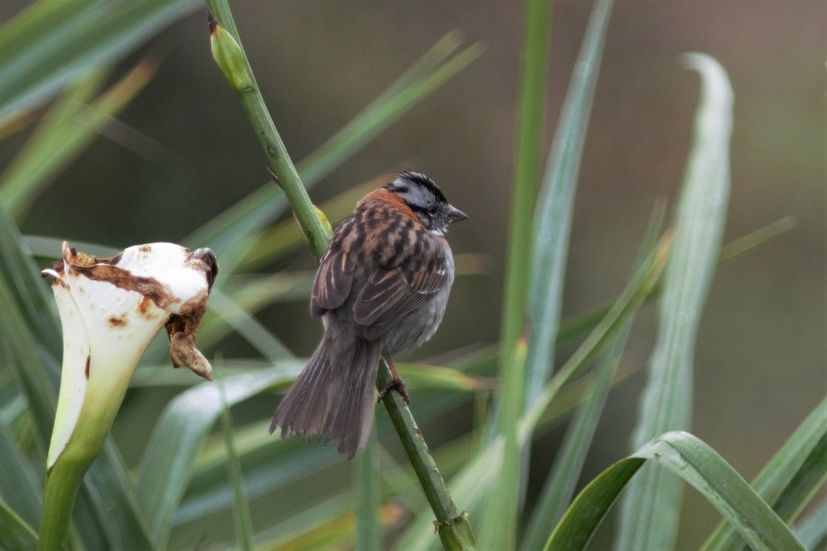 Rufous-collared Sparrow - ML288873611