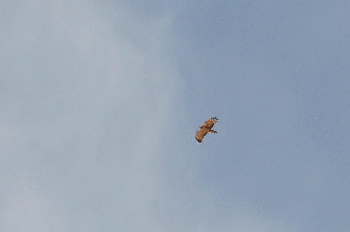 Oriental Honey-buzzard (Northern) - ML28888031