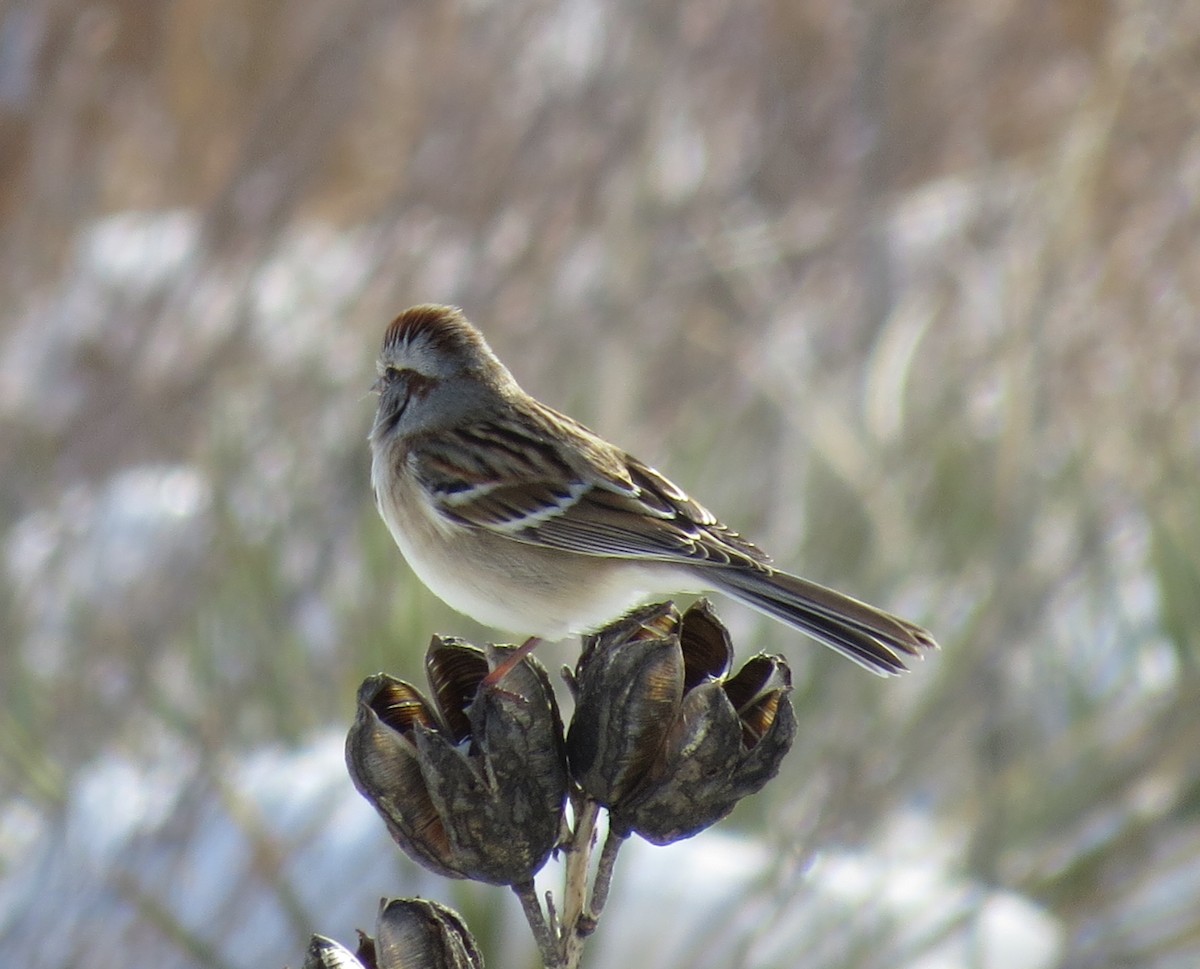 American Tree Sparrow - ML288883321