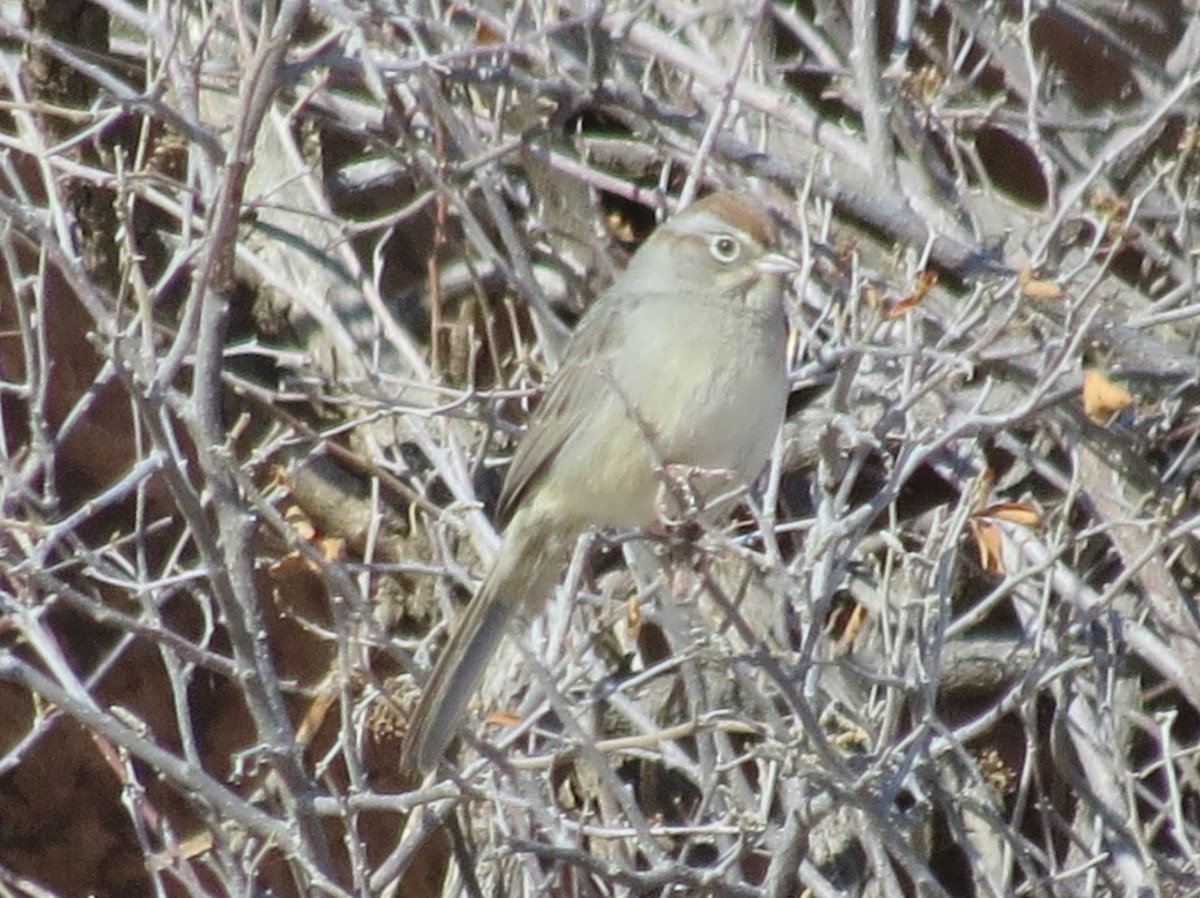 Rufous-crowned Sparrow - ML288883781