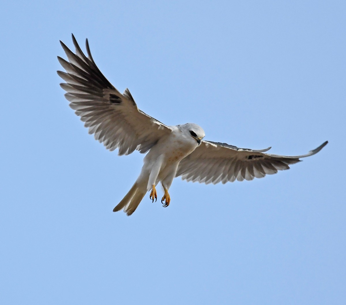 White-tailed Kite - ML288885191