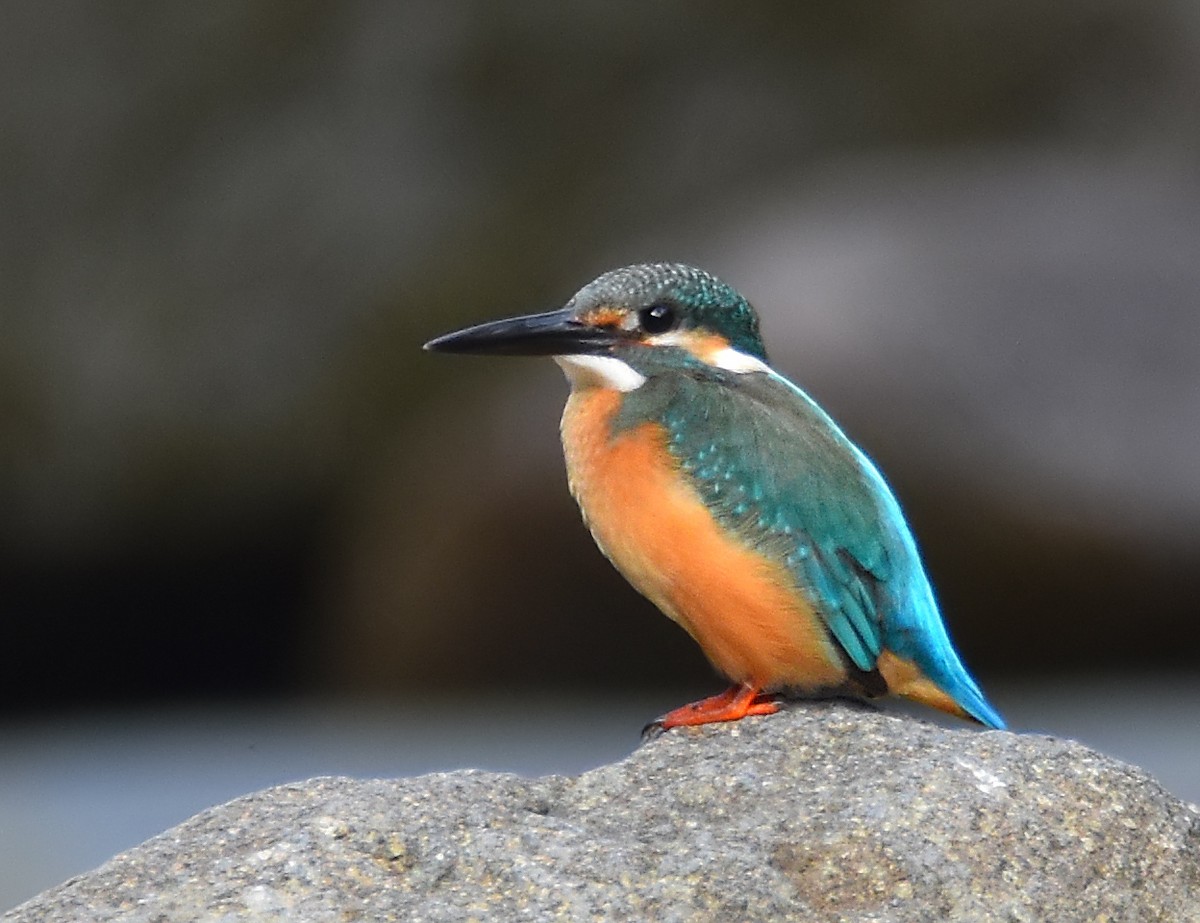 Common Kingfisher (Common) - Chris Chafer