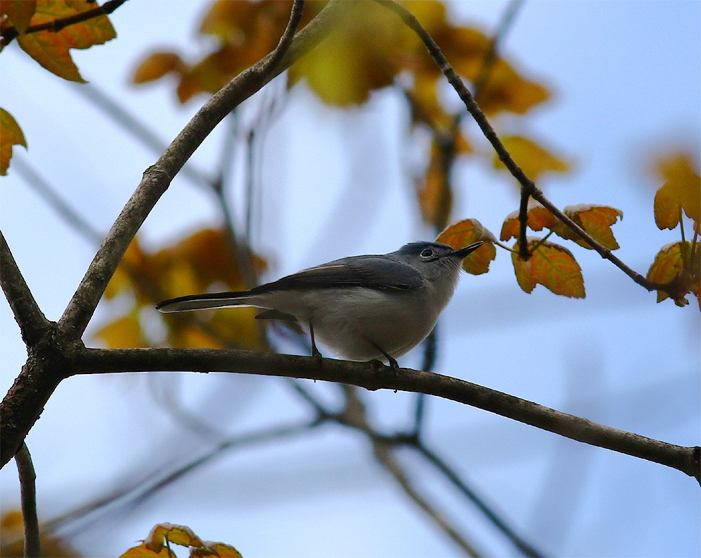 Blue-gray Gnatcatcher - Mike Fahay