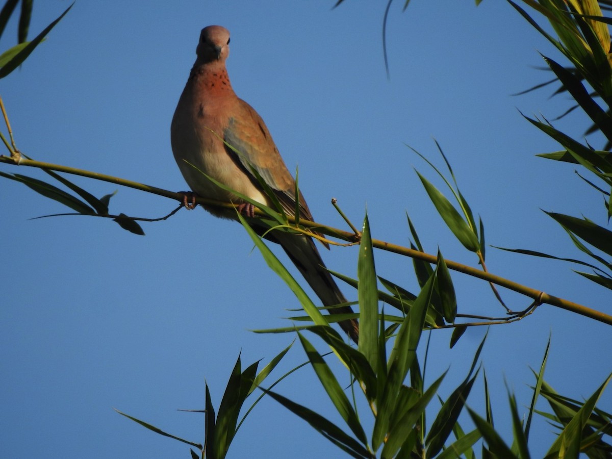 Laughing Dove - ML288892421