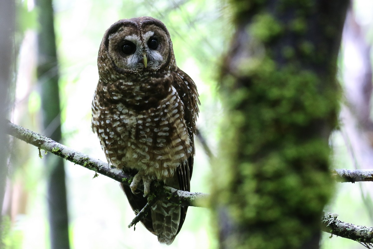 Spotted Owl - ML28889381