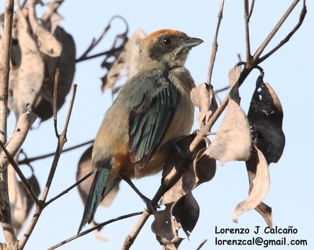 Burnished-buff Tanager - ML288896521