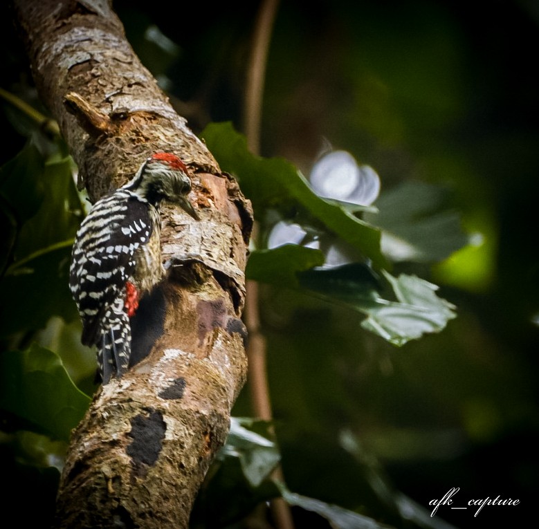 Freckle-breasted Woodpecker - Aldrich Franklin