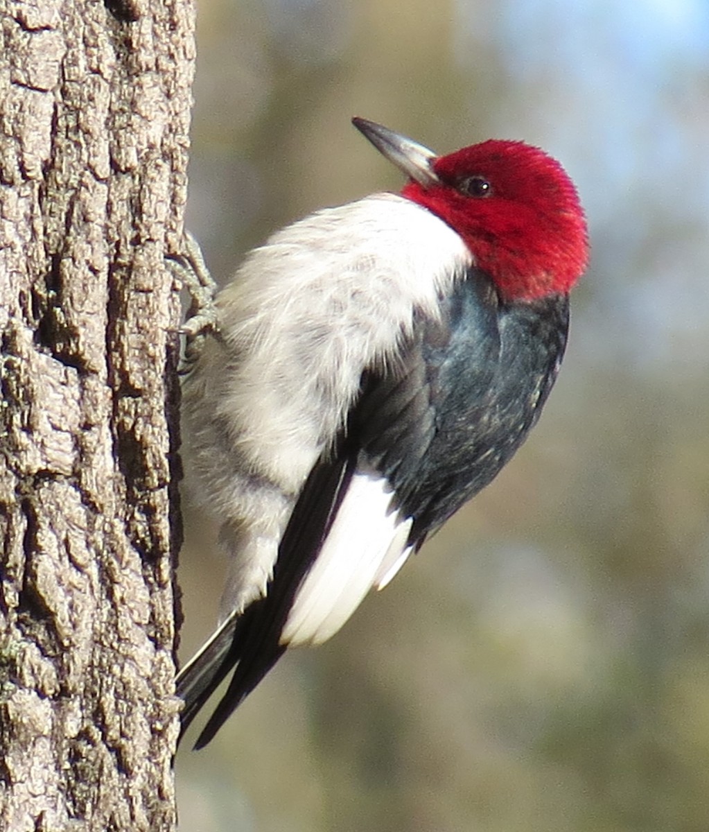 Red-headed Woodpecker - Michael L Crouse