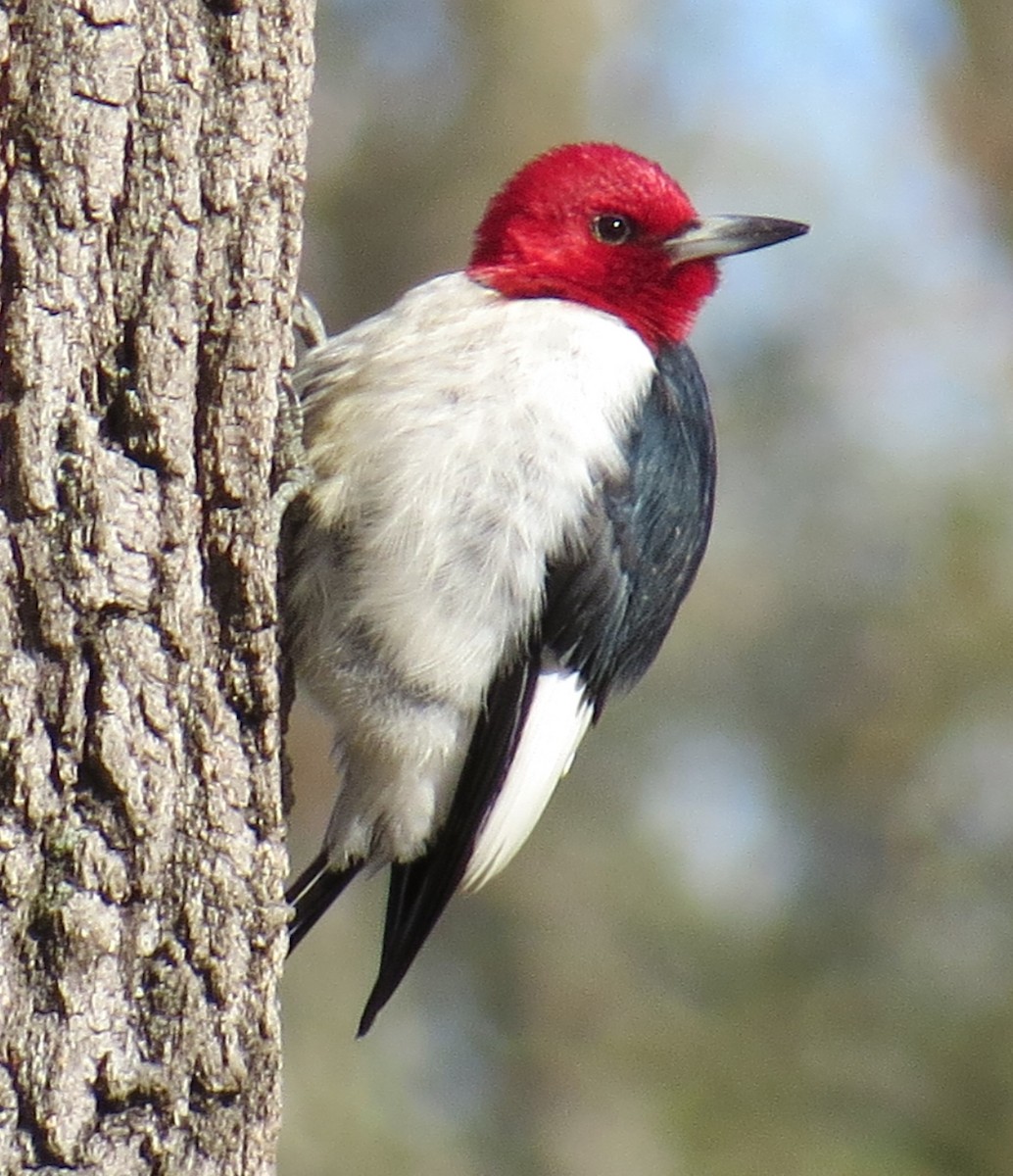 Red-headed Woodpecker - ML28889811