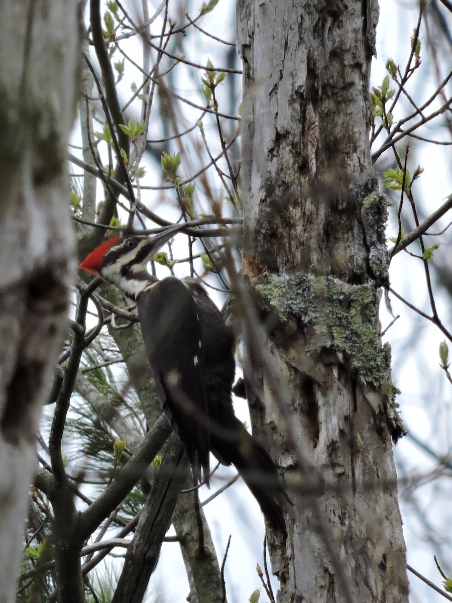Pileated Woodpecker - ML28890231