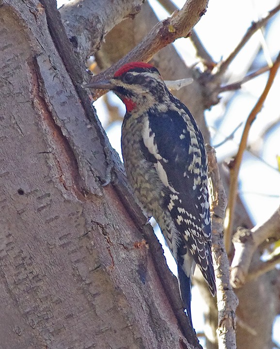 Red-naped Sapsucker - Mike Stensvold