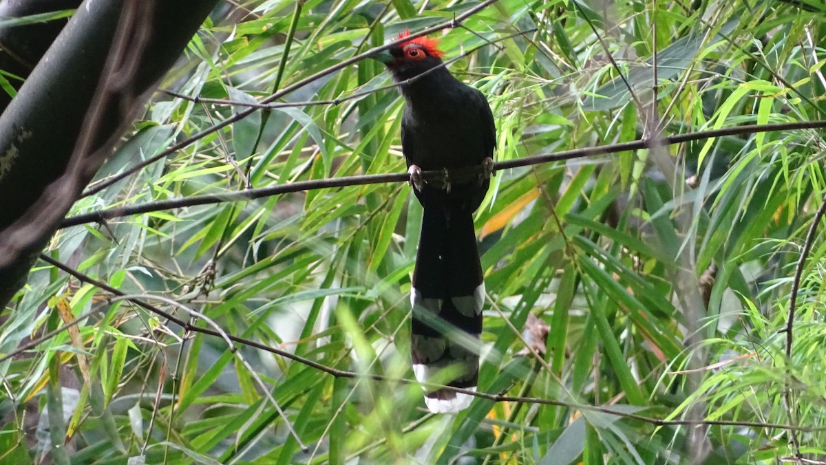 Red-crested Malkoha - ML288906951