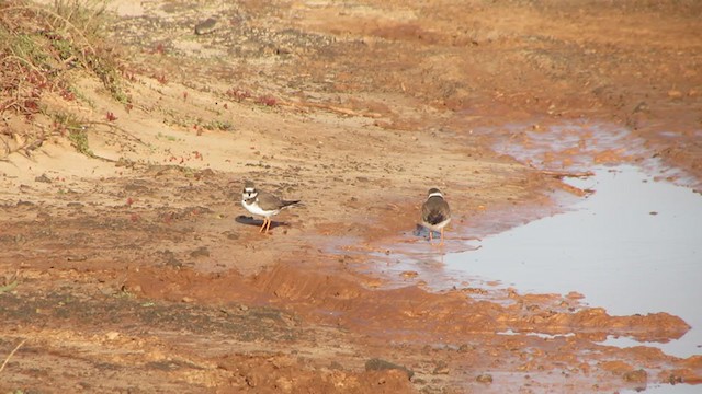 Common Ringed Plover - ML288911941